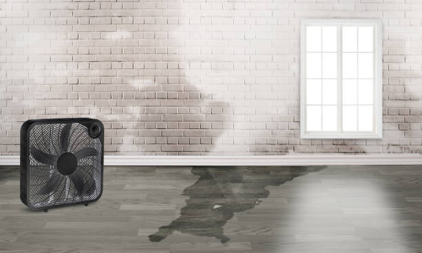 Best Basement water damage restoration  in Bella Vista, AR